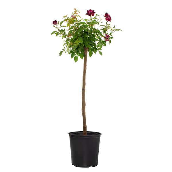 national PLANT NETWORK 2 Gal. Intrigue Rose Tree with Purple Blooms HD1281  - The Home Depot