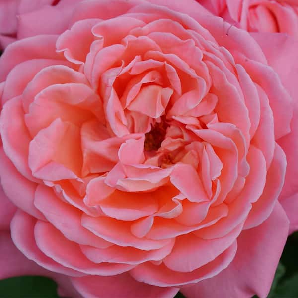 PROVEN WINNERS 2 Gal. Reminiscent Coral Rose Shrub 18339 - The