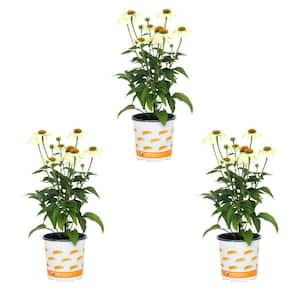 2 Qt. Pow Wow White Cone Flower Echinacea Perennial Plant (3-Pack)