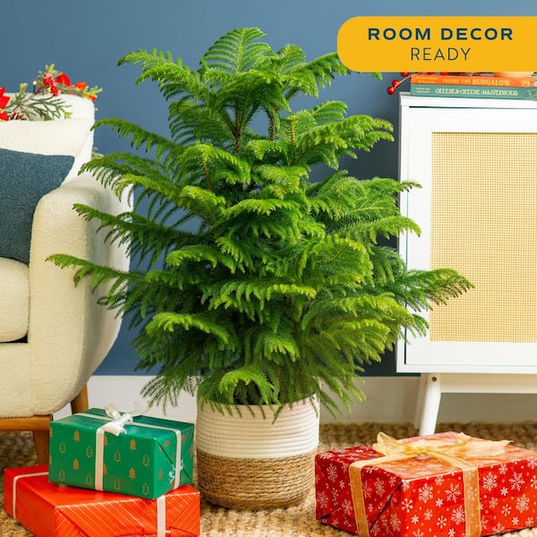 Norfolk Island Pine Indoor Holiday Plant in 10 in. 2-Tone Decor Pot, Avg. Shipping Height 3 ft. Tall