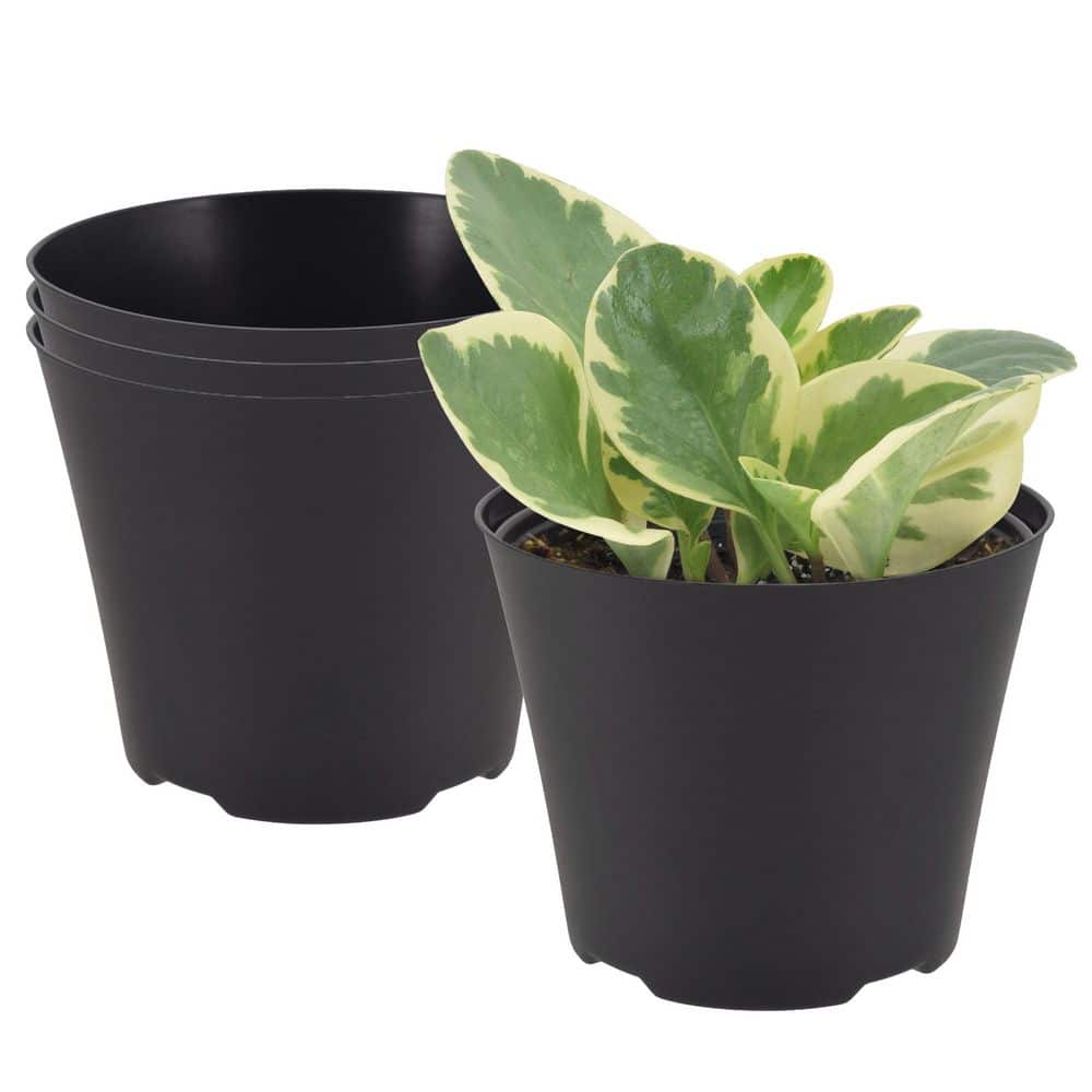 Arcadia Garden Products 6 in. Black Indoor Plastic Drop-In Planter
