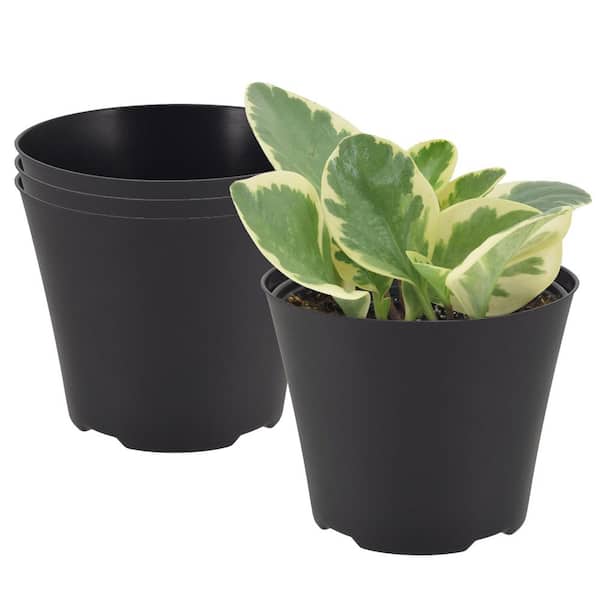 Arcadia Garden Products 6 in. Black Indoor Plastic Drop-In Planter