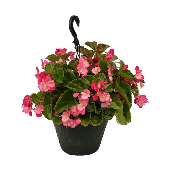 Bella Vita 10 in. Begonia Patio Container Spring Dream Easy-Care