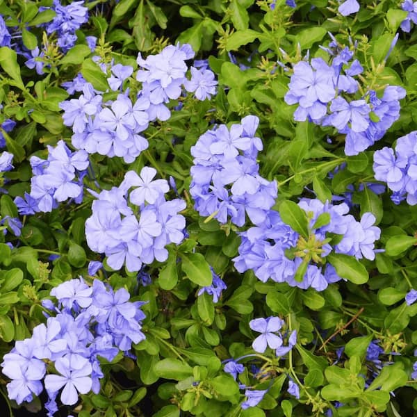 #5 Container Royal Cape Plumbago Shrub (2-pack)