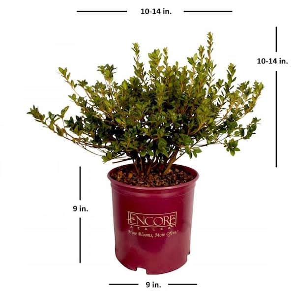 ZZ Plant 'Raven' | Kennedy's Country Gardens | Garden Center