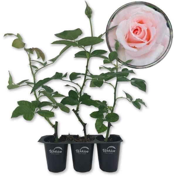 Wekiva Foliage Brides Dream Rose Bush - 3 Live Starter Plants in 2