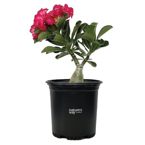Desert Rose Adenium Assorted Colors Blooming Live Outdoor Plant in Growers Pot Average Shipping Height 10-14 Inches Tall