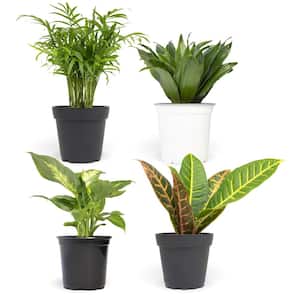4.25 in. Foliage. Asst (4-Pack)