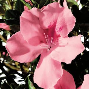 2 Gal. Autumn Debutante - Re-Blooming Evergreen Shrub with Soft-Pink Blooms