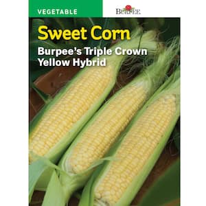 Corn Yellow XP Yellow Hybrid Seed