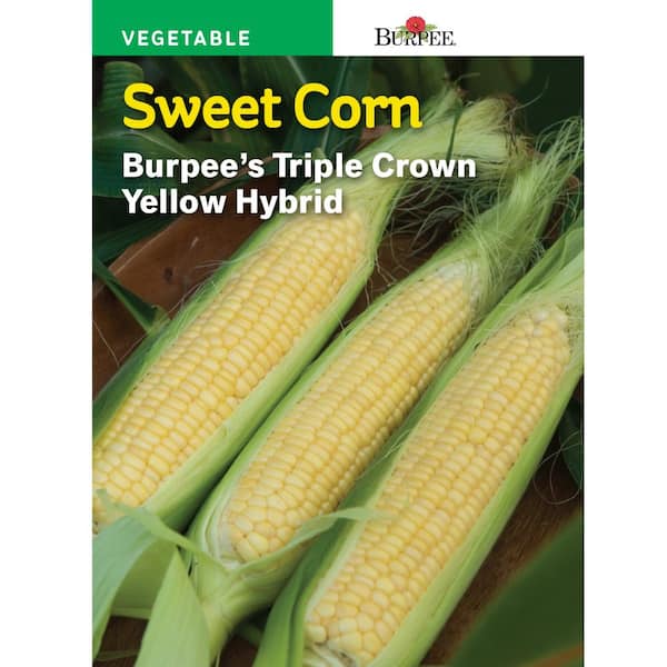 Burpee Corn Yellow XP Yellow Hybrid Seed