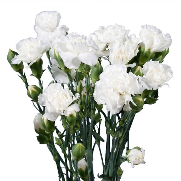 Globalrose Fresh White Mini Carnations (160 Stems - 640 Blooms)-mini ...
