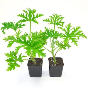 2 in. Pot Citronella Live Plant (2-Packet), Green Foliage