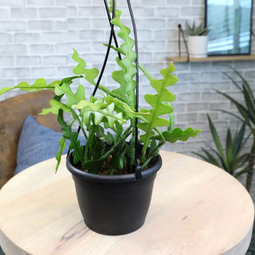 Epiphyllum Zigzag Fishbone Cactus in Black Plastic Hanging Pot