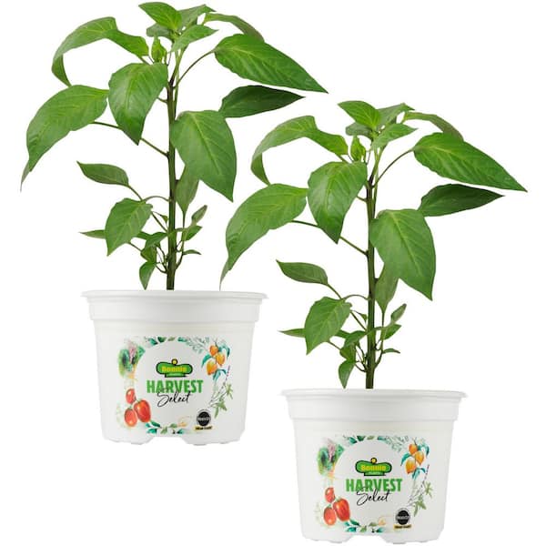 BONNIE PLANTS HARVEST SELECT 25 oz. Orange Snack Size Sweet Pepper Plant (2-Pack)