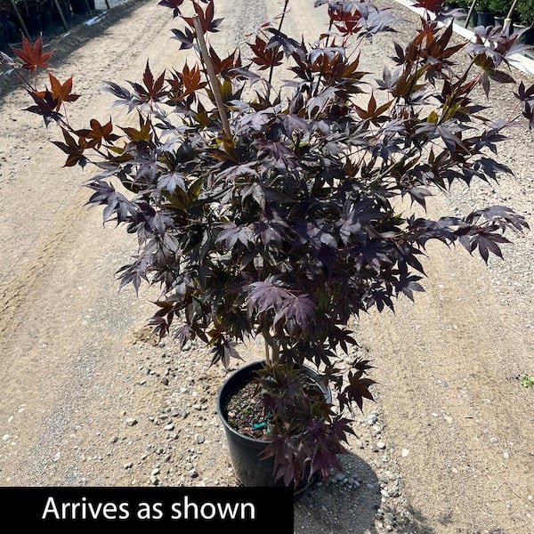 Maple treeブラック38 Spring Hill Nurseries 3 Gal. Pot, Bloodgood Japanese Maple