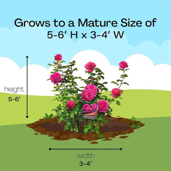 Vigoro 2 Gal. Legend of Rossi Rose with Hot Pink Flowers in