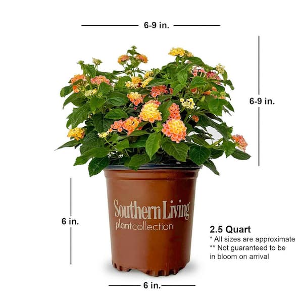 SOUTHERN LIVING 2.5 Qt. Little Lucky Peach Glow Lantana, Live