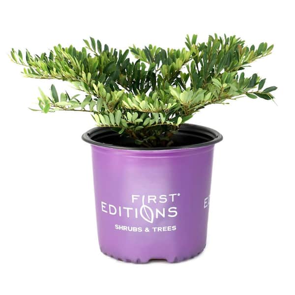 3 gal. Distylium Cinnamon Girl Shrub