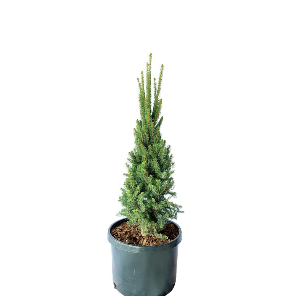 shrubs-bushes-1000042366-