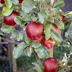 5 gal. Melrose Apple Tree