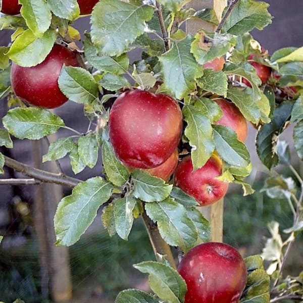 Southern Living 5 gal. Melrose Apple Tree