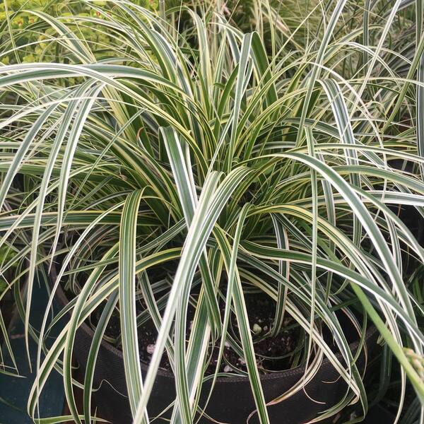 Spring Hill Nurseries 2.50 Qt. Pot Ice Dance Sedge Grass (Carex) Live Deciduous Perennial Plant (1-Pack)