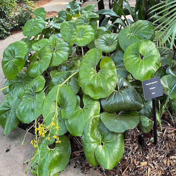 OnlinePlantCenter 3 Gal. Leopard Farfugium Perennial Plant with Yellow Flowers