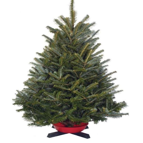 Unbranded 3-4 ft. Live Scotch Pine Christmas Tree with Bowl and Stand