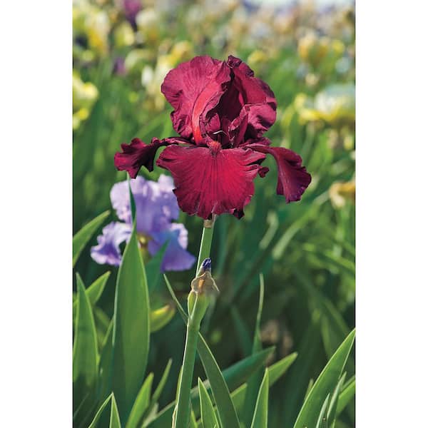 Breck's Spartan Bearded Iris Deep Red Colored Flowers Bareroot Plant 74864 The Home