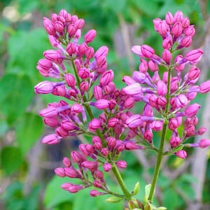 Rosie Beach Party Pink Flowering Southern Lilac Dormant Bare Root Flowering Starter Shrub (1-Pack)
