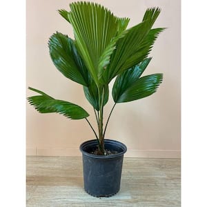 Vanuatu Fan Palm-Ruffled Fan Palm-Live Plant in a 3 Gal. Growers Pot-Licuala Grandis-Palms of Florida