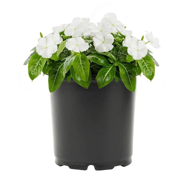 専用】ワンサイデッドウィンターグリーン フラワーエッセンス 他 ワン