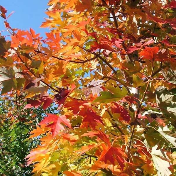 7 Gal. Celebration Maple Shade Tree