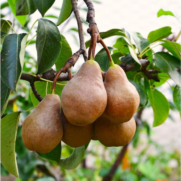 Online Orchards 3 ft. Bosc Pear Tree With Uniquely Tough Cinnamon Brown
