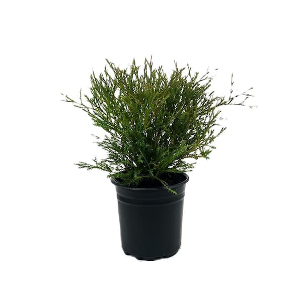 Unbranded 2.5 qt. Mr. Bowling Ball Arborvitae Evergreen Shrub (1-each)
