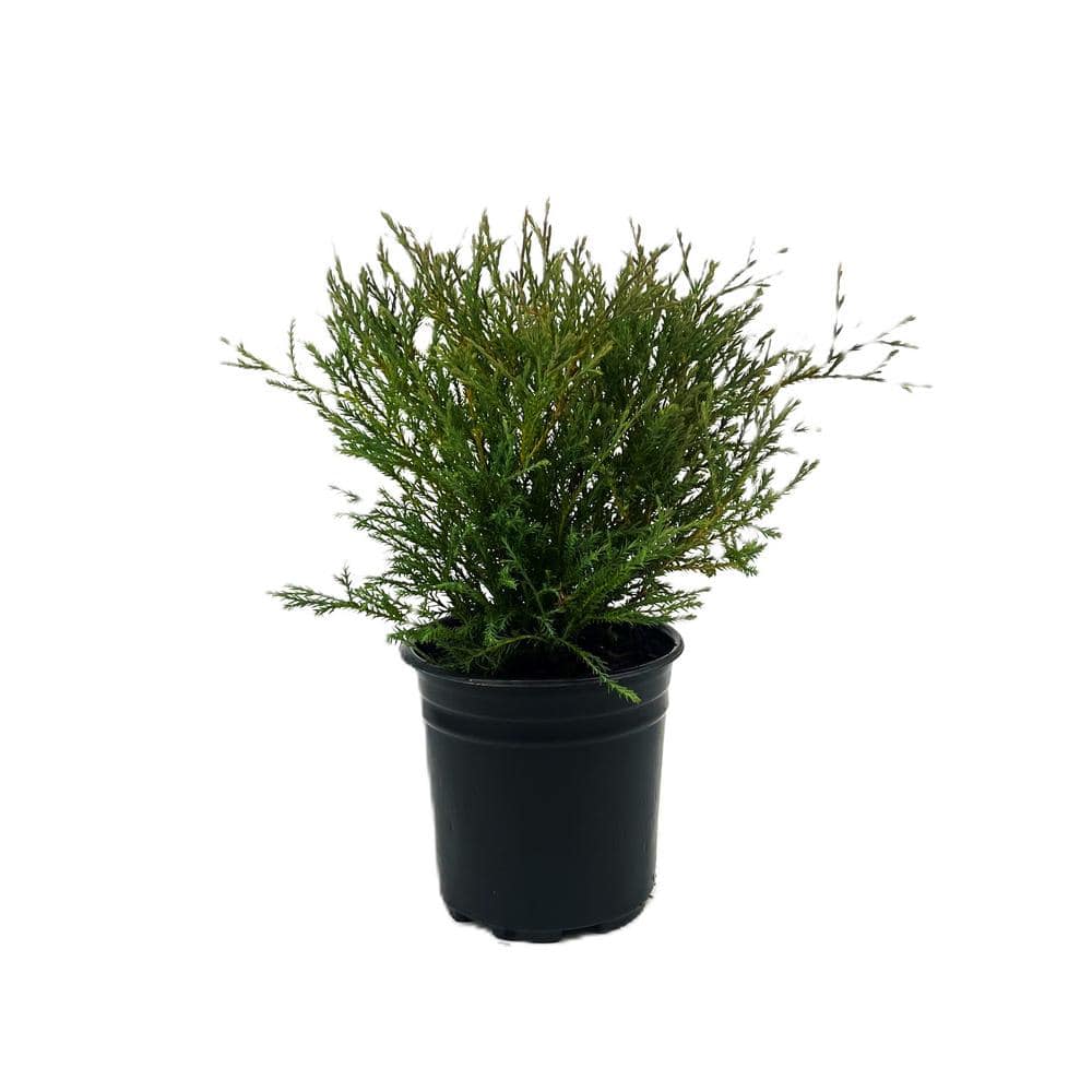 2.5 qt. Mr. Bowling Ball Arborvitae Evergreen Shrub (1-each) O884201 ...