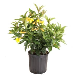 10 in. Outdoor Yellow Allamanda Plant in Grower Pot, Avg. Shipping Height 26 in. to 32 in. Tall