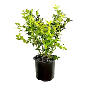 2.25 Gal. Saint Cloud Blueberry Live Plant with Large, Sweet Berries