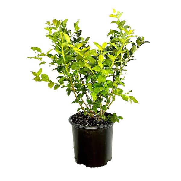 2.25 Gal. Saint Cloud Blueberry Live Plant with Large, Sweet Berries ...