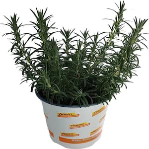 1 Gal. Rosemary Plant