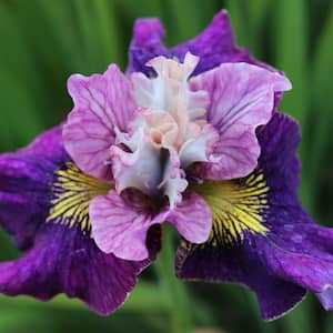 Purple Flowers On Mulberry Street Siberian Iris Live Bareroot Perennial Flowers (1-Pack)