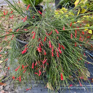 3 Gal. Firecracker Plant Flowering Shrub with Scarlet Red Flowers