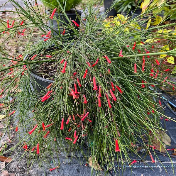 Unbranded 3 Gal. Firecracker Plant Flowering Shrub with Scarlet Red Flowers