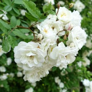 Bare Root White Rose Plant with Blooms