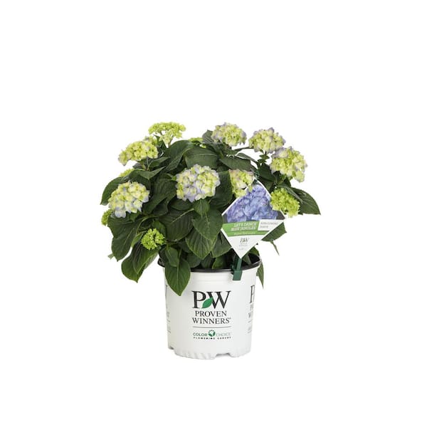 PROVEN WINNERS 1 Gal. Let's Dance Blue Jangles Reblooming Hydrangea (Macrophylla) Live Shrub, Blue or Pink Flowers
