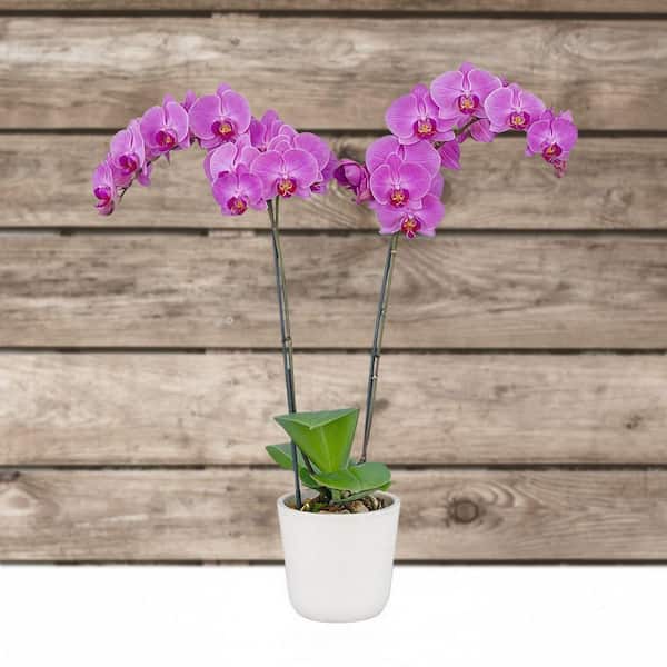 dracaena pet friendly Dracaena Marley