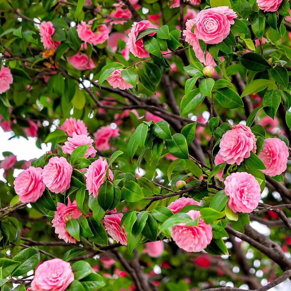 3 Gallon Pink Camellia Shi Shi Gashira Flowering Shrub