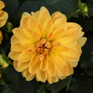 1 Gal. Royale, Dalina Grande Romero (Dahlia) Hybrid, Live Plant, Yellow Flowers