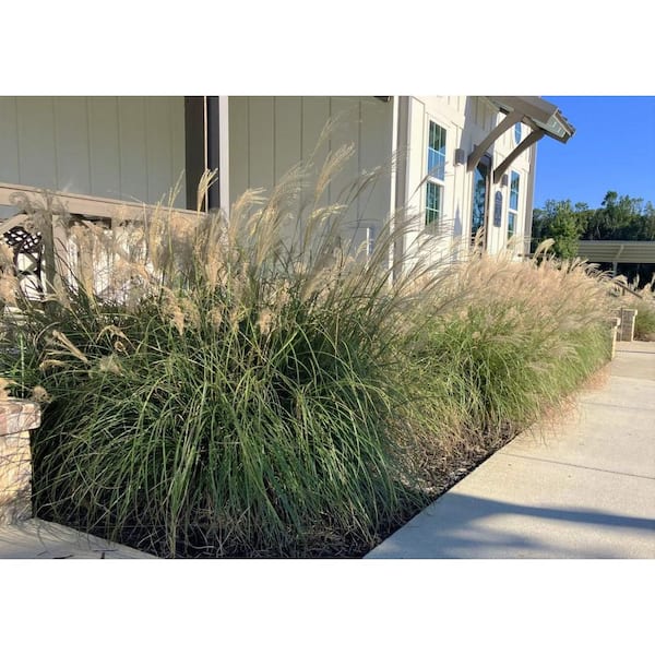 2.5 Gal. Adagio Miscanthus Grass (Dwarf Maiden Grass) Live Plant